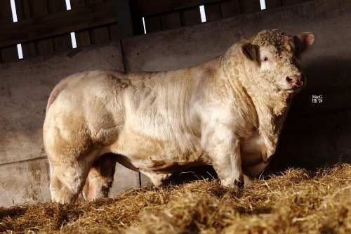 CHAROLAIS - BULL, DOB: 5th September 2021, Animal Name: HARESTONE SPORTSMAN