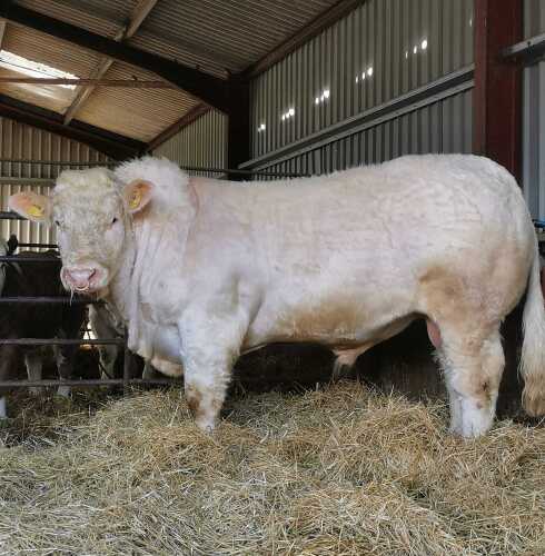 CHAROLAIS - BULL, DOB: 5th May 2022, Animal Name: LAGAVAICH TOPGUN