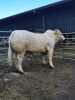 CHAROLAIS - BULL, DOB: 5th May 2022, Animal Name: LAGAVAICH TOPGUN - 2