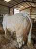 CHAROLAIS - BULL, DOB: 5th May 2022, Animal Name: LAGAVAICH TOPGUN - 3