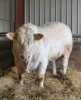 CHAROLAIS - BULL, DOB: 5th May 2022, Animal Name: LAGAVAICH TOPGUN - 4