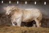 CHAROLAIS - BULL, DOB: 21st June 2022, Animal Name: HARESTONE TIKTOK