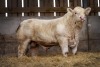 CHAROLAIS - BULL, DOB: 8th October 2022, Animal Name: HARESTONE TIMRUSSELL