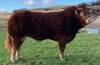 LIMOUSIN - BULL, DOB: 30th April 2022, Animal Name: ODDIES TORNADO