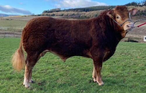 LIMOUSIN - BULL, DOB: 26th October 2022, Animal Name: BRIARTON TONY