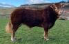 LIMOUSIN - BULL, DOB: 26th October 2022, Animal Name: BRIARTON TONY