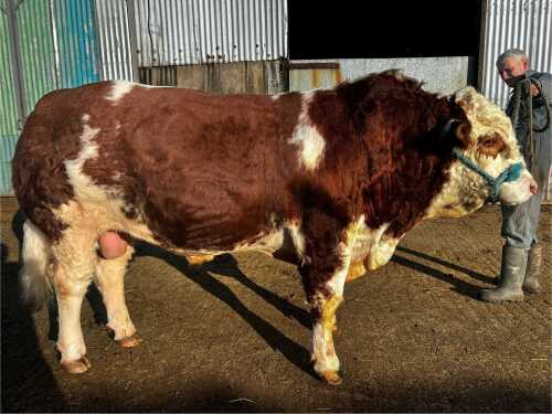 SIMMENTAL - BULL, DOB: 17th March 2022, Animal Name: TILLYEVE NIGEL 22