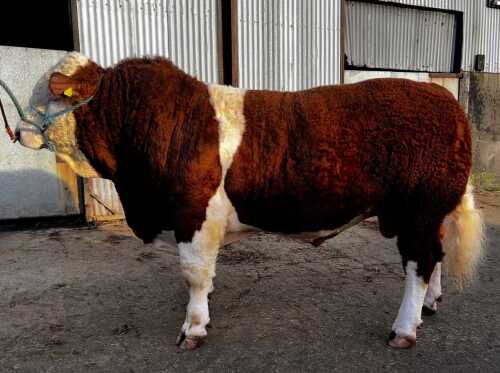 SIMMENTAL - BULL, DOB: 26th May 2022, Animal Name: TILLYEVE NOAH 22