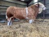 SIMMENTAL - BULL, DOB: 28th March 2022, Animal Name: AUCHORACHAN NEMISIS