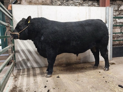 ABERDEEN ANGUS - BULL, DOB: 2nd April 2022, Animal Name: BALLINDALLOCH EOIN Y663