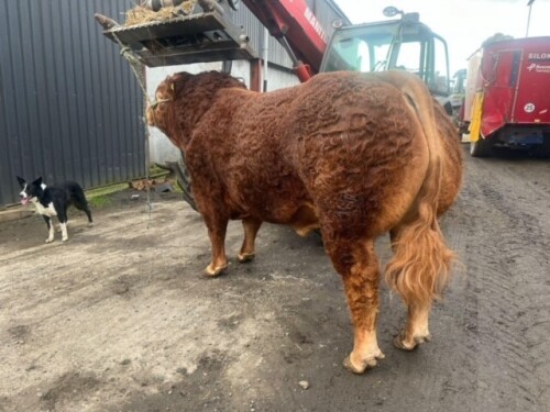 LIMOUSIN - BULL, DOB: 11th February 2022, Animal Name: CORSAIRTLY TUCKER