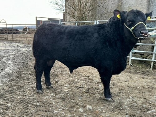 ABERDEEN ANGUS - BULL, DOB: 17th March 2022, Animal Name: AUCHINCRIEVE EUROSTAR