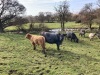 Blue grey cows and calves - 2
