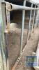 IAE CALF CREEP FEEDER - 2