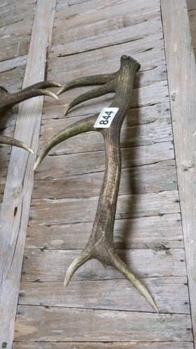 ANTLERS