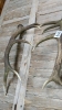 ANTLERS - 2