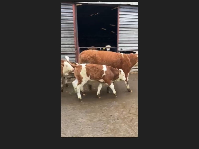 Simmental heifers and calves