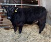 Limousin Cross - Heifer. DOB: 22nd February 2023. SELLER: Ashleigh Auchnie