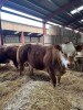 Limousin Cross - Heifer.    DOB: 6th August 2022.  SELLER:  Lucy Gordon
