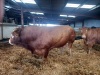 Limousin bull - 2