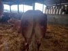 Limousin bull - 3