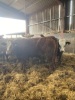 Simmental bulling heifers - 3