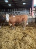 Simmental bulling heifers - 4