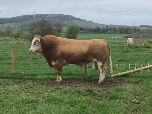 Simmental bull