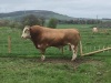 Simmental bull