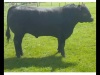 Aberdeen Angus bull