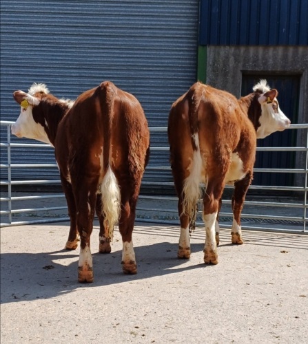 Pedigree Hereford heifers