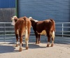 Pedigree Hereford heifers - 2