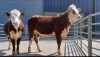 Pedigree Hereford heifers - 3