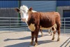 Pedigree Hereford heifers - 4