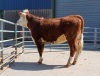 Pedigree Hereford heifers - 5