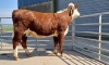 Pedigree Hereford heifers - 6