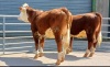 Pedigree Hereford heifers - 7