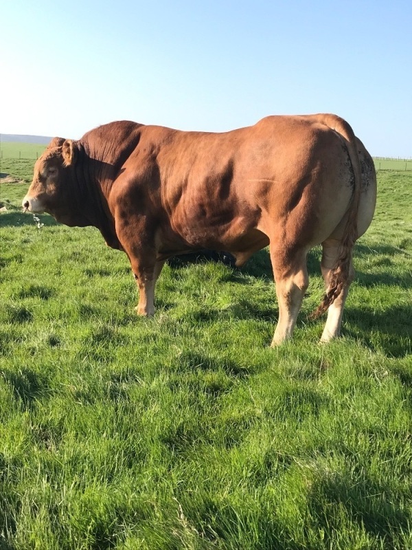 Limousin bull