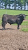 Pedigree Angus bull