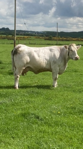 Pedigree Charolais herd