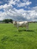 Pedigree Charolais herd - 2