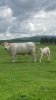 Pedigree Charolais herd - 3