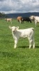 Pedigree Charolais herd - 4