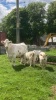 Pedigree Charolais herd - 5