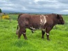 Pedigree polled Shorthorn bull