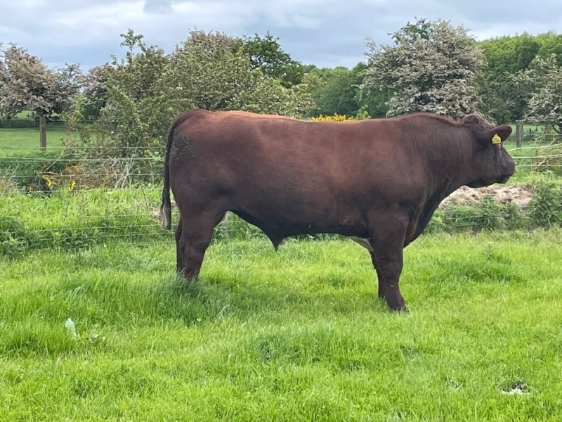 Pedigree Shorthorn bull