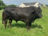 2 black limousin bulls