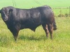 2 black limousin bulls - 2