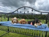 Cocker Spaniel puppies