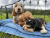 Cocker Spaniel puppies - 2